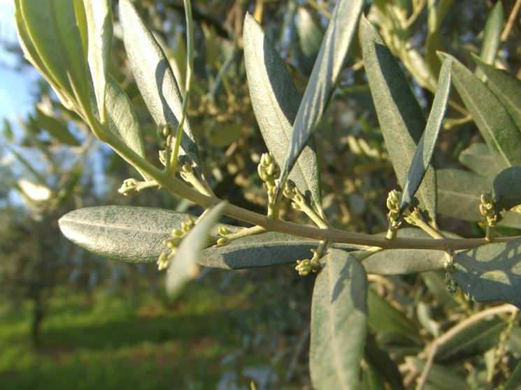 fioritura ulivo
