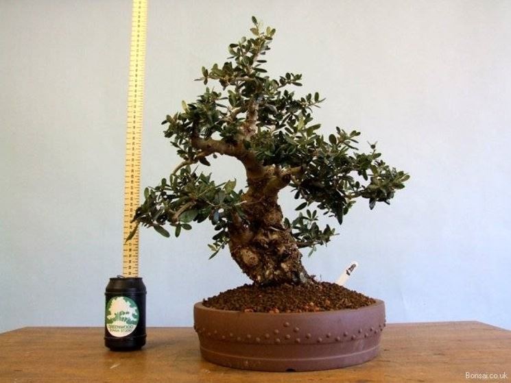 olivo bonsai