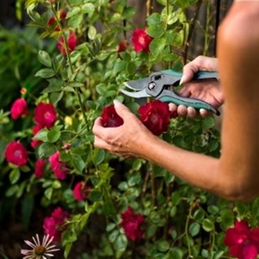 potatura rose rosse