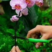 potatura orchidee