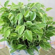 ficus benjamin potatura