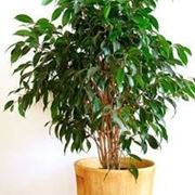 potatura ficus benjamin