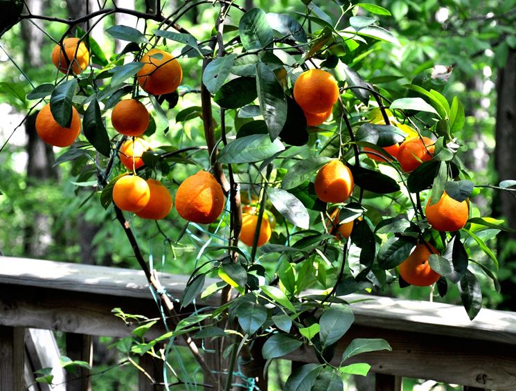 arancio in vaso