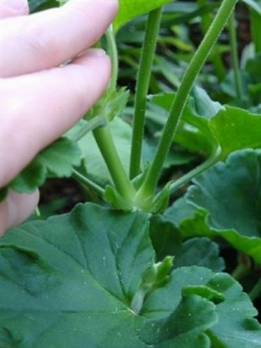 Potatura gerani potatura Come potare gerani