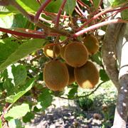 potatura kiwi