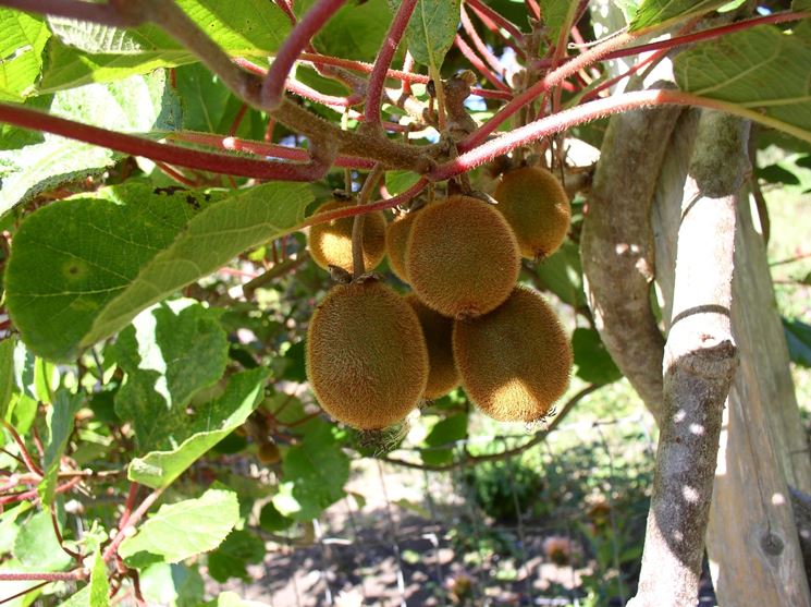 potatura kiwi