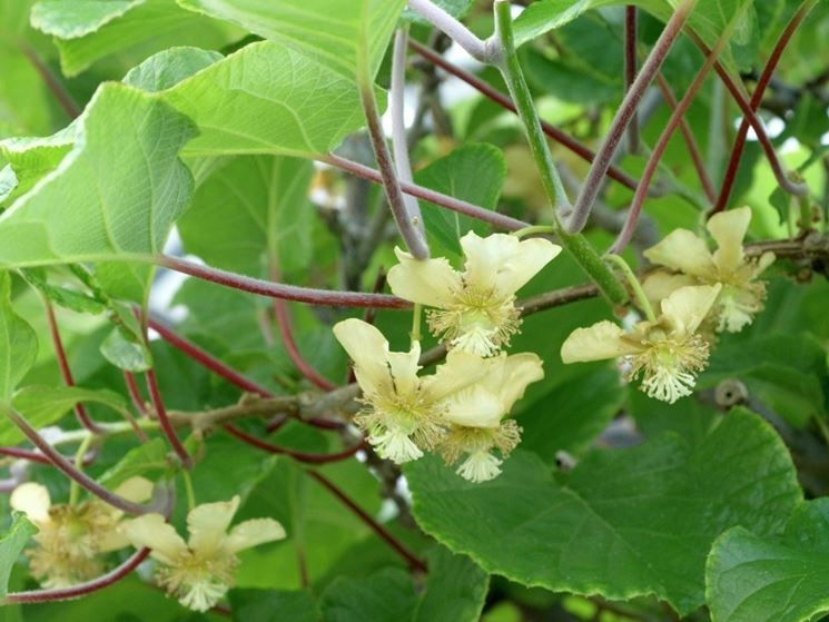 fiori su pianta di kiwi