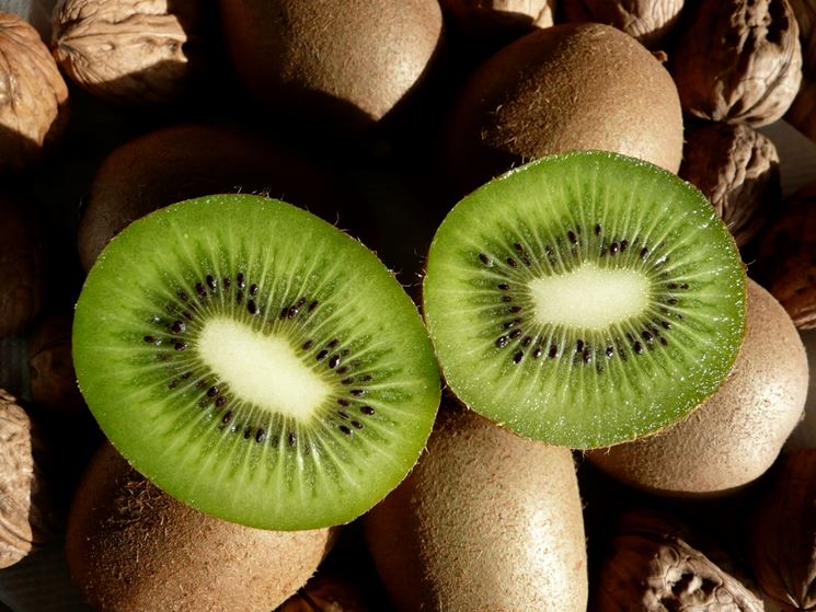 kiwi frutto