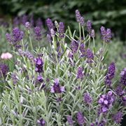 potatura della lavanda