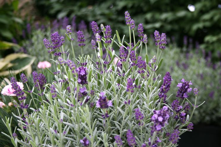 Potatura Lavanda Potatura Come Potare La Lavanda