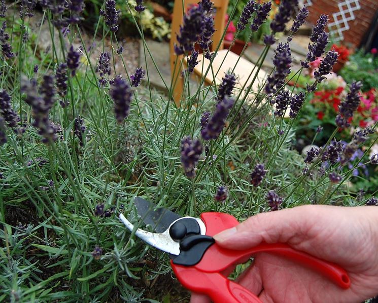 Potatura lavanda potatura come potare la lavanda Come potare gerani