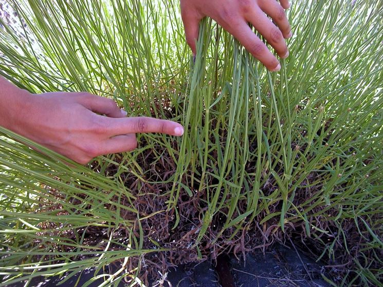 potare lavanda