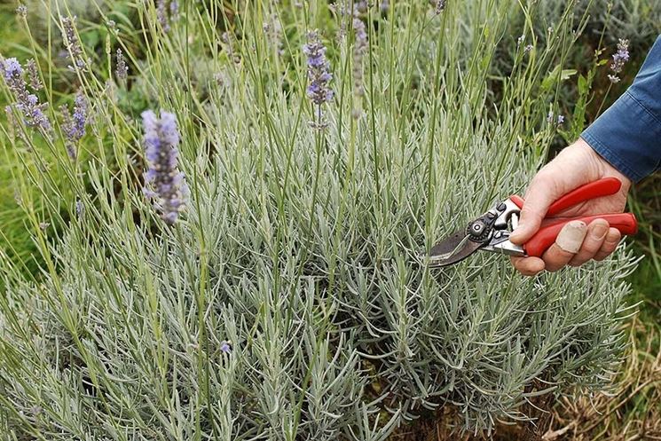 lavanda potatura