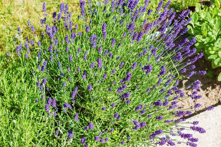 lavanda pianta