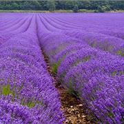 lavanda nana