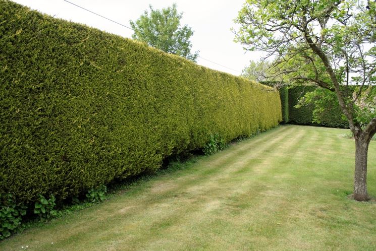 Recinzioni giardino recinzioni come realizzare for Alberelli sempreverdi