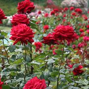 giardino di rose 