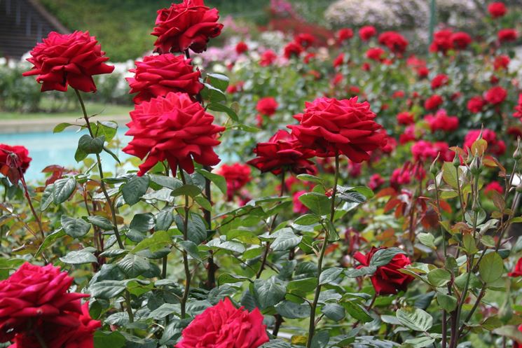 giardino di rose 