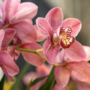 orchidee bianche