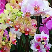 tipi di orchidee