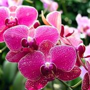 orchidee bianche