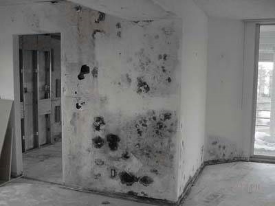 Umidità pareti Muffa e umidita cosa fare