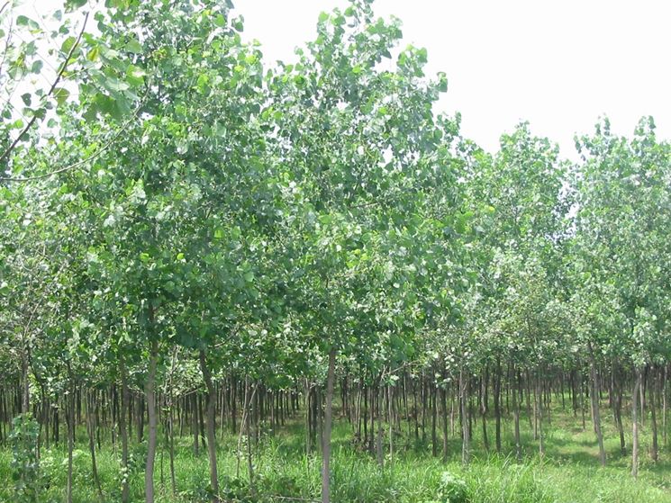 Alberi A Crescita Rapida Alberi Tipologie Di Alberi A Crescita Rapida