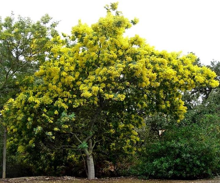 albero di mimosa