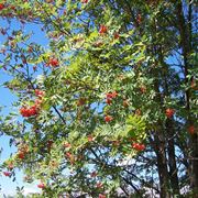 alberi che crescono velocemente