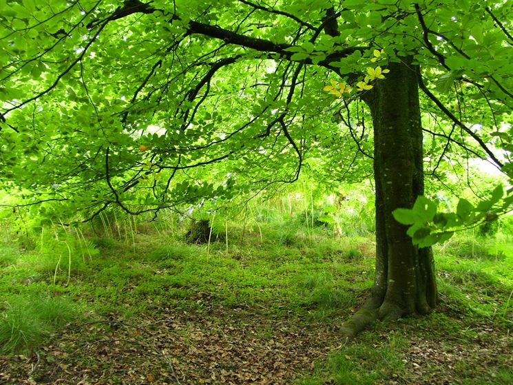 albero di faggio