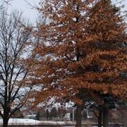 albero caducifoglie