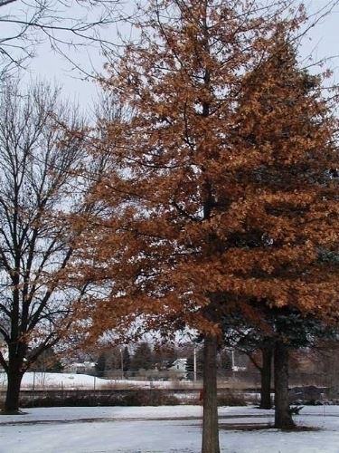 albero caducifoglie