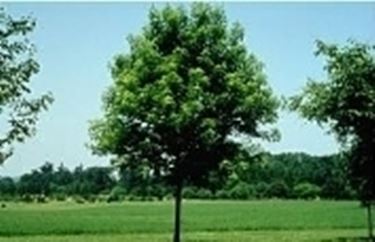 albero caducifoglie