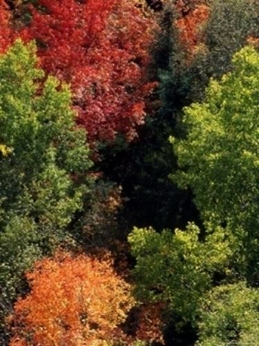 alberi caducifoglie