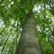 alberi caducifoglie