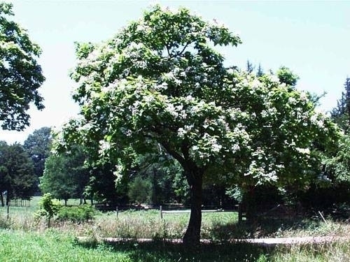 Alberi A Crescita Rapida Sempreverdi