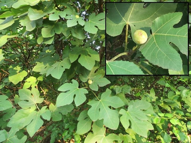 Albero di fico con frutti