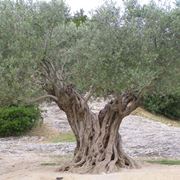 Esemplare di olivo