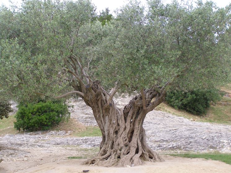 Alberi di ulivo - Alberi