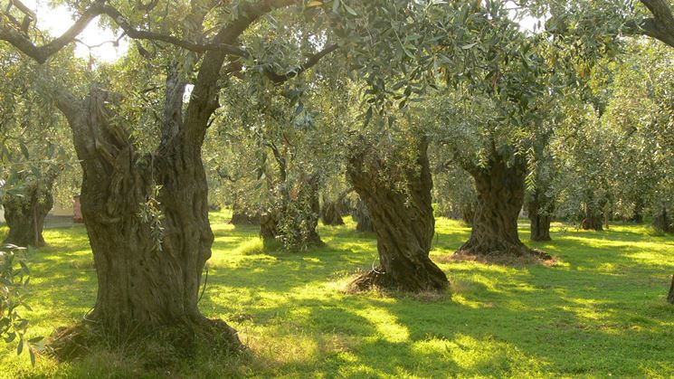 Alcuni alberi di ulivo