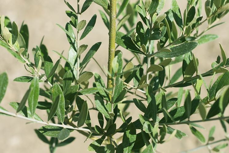 Giovane esemplare di olivo