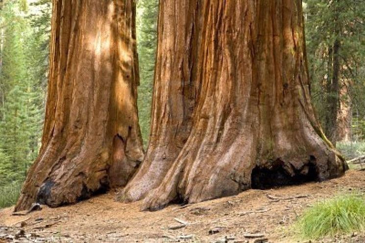 Le sequoie giganti