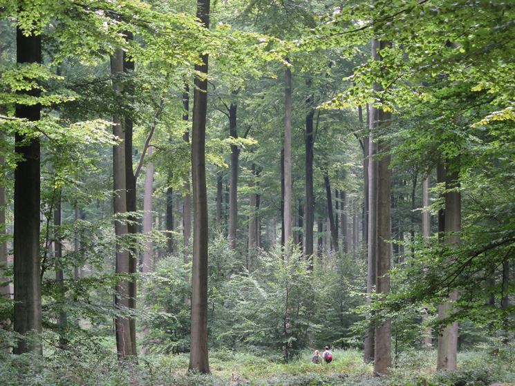 alberi di latifoglie