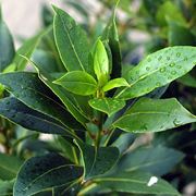 alberi mediterranei