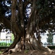 albero monumentale