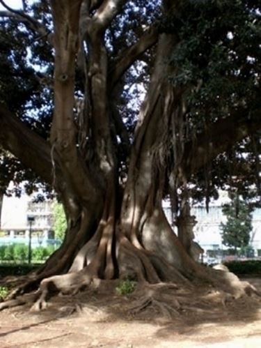 albero monumentale