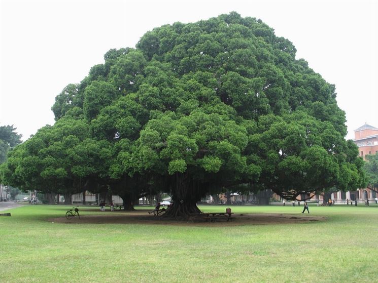 albero monumentale