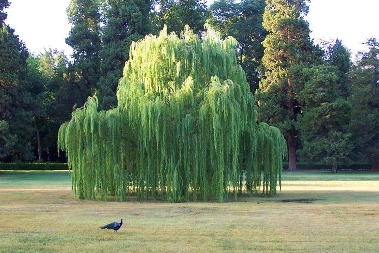 salix babylonica