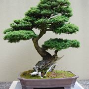 BONSAI ABETE