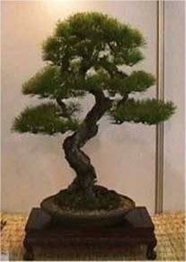 bonsai abete